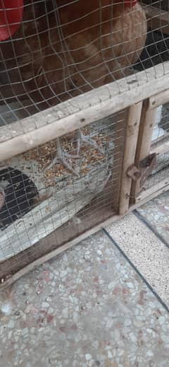 Desi hen and cock