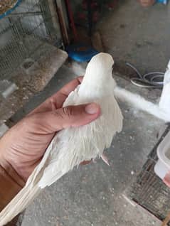 Ringneck