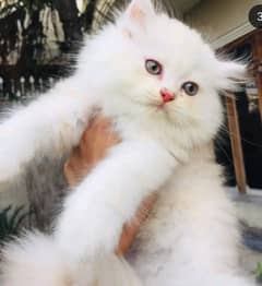 Persian