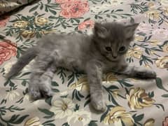 Persian kitten