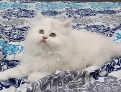 Persian