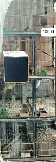 Cocktails & Cage