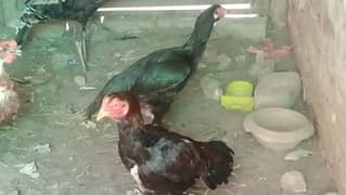 pair of Aseel Good health
