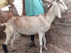 Bakri