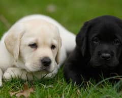 Labradoor