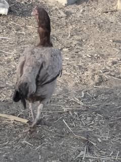 high quality aseel hens