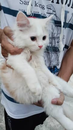 triple coated Persian kitten pair