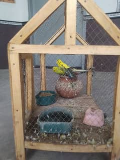 Parrots For Sale
