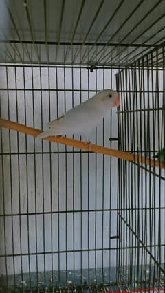 Love birds