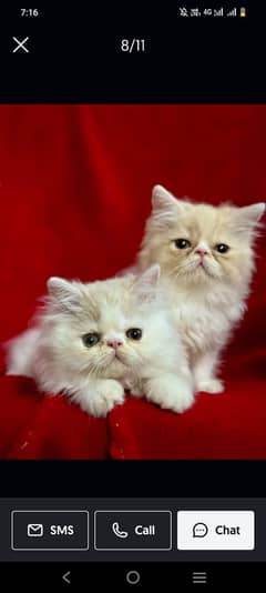 Persian Peki Kittens
