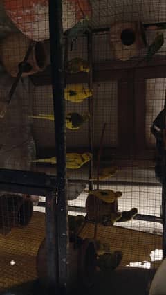 14 budgies for sale along with full cage