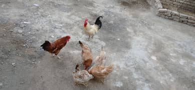 desi golden hens murgi
