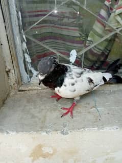 FOR