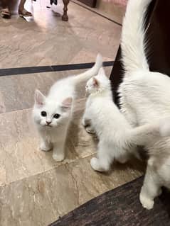 Persian