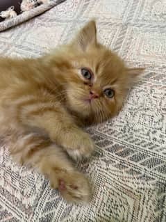 Punch Face Kittens