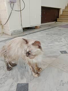 Siamese cat wigh two chick's