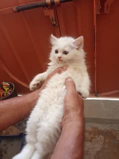 Persian White Cats Triple Coat Punch Face