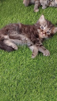 beautiful Persian kittens tripple coated