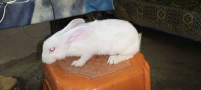 New Zealand Rabbit for sale – Exchange Possible with Female Rabbit