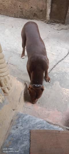 dog