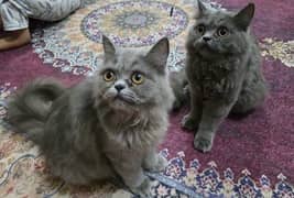Persian Cat