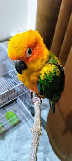 Active and playfull sun conures