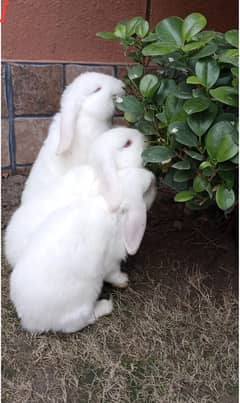 Holland lop pair rabbit
