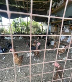 Desi murgi mix breed with seal