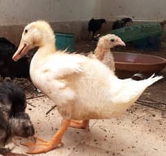 Ducklings for Sale 2 Months Active Full white