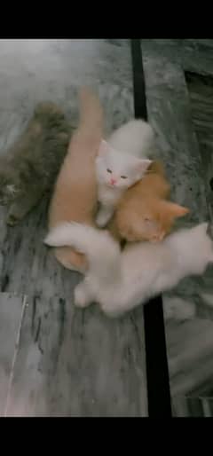 cats baby age 45 days
