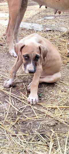 Rana