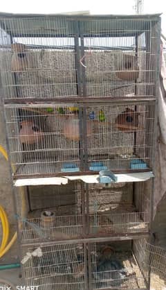 Australian Budgies with Cage for Sale – Healthy & Active 03460945815