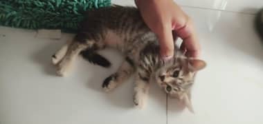 kittens for sale