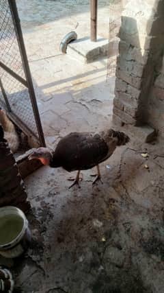 Turkey Female