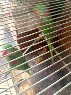 Beautiful Raw parrot pair