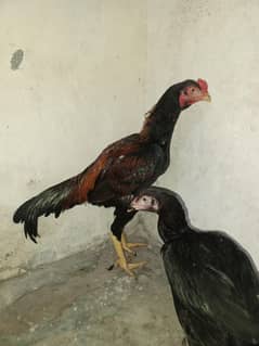 aseel pair