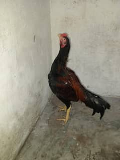 aseel