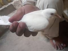 2 Pair Khumre
