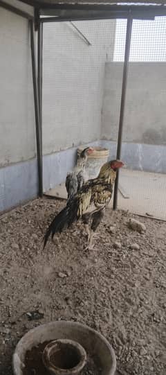 I want to sell hens 1 male 2 females