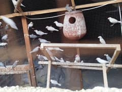 colony of java birds