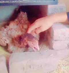 Brody hen for sale