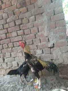 aseel