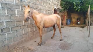Docile