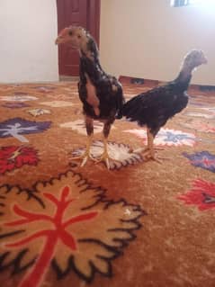 Amroha breed chicks pair For Sale