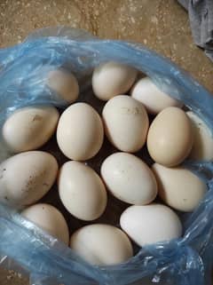 Desi fresh and fertile eggs