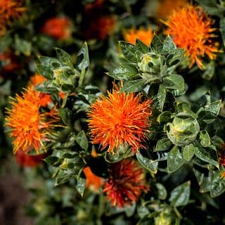 American Zafran - 1 Gram