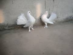 english fantail baby pair for sale