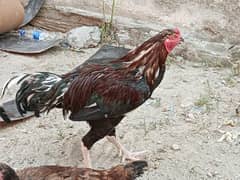 Aseel trio for sale