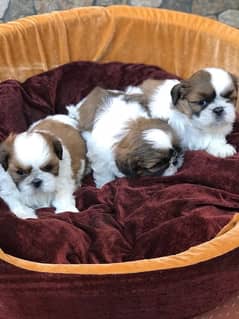 Shih Tzu Labrador Pug Puppies Available
