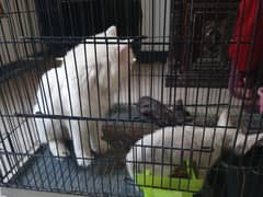 persian pair with 4 kitten s